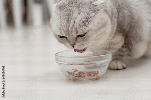 Animals. A beautiful gray fluffy domestic cat, the Scottish Fold breed, eats a delicious pate from a glass plate. Close-up.