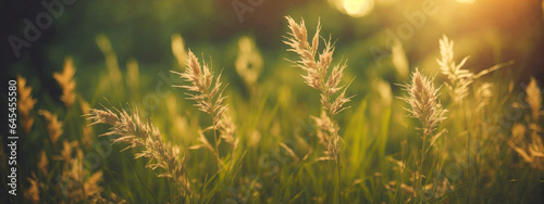 Wild grass in the forest at sunset. Macro image, shallow depth of field. Abstract summer nature background. Vintage filter