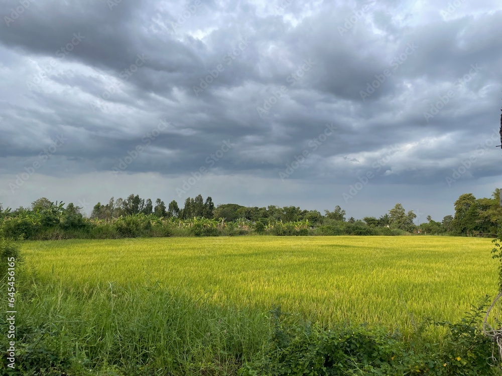 Obraz premium field and sky