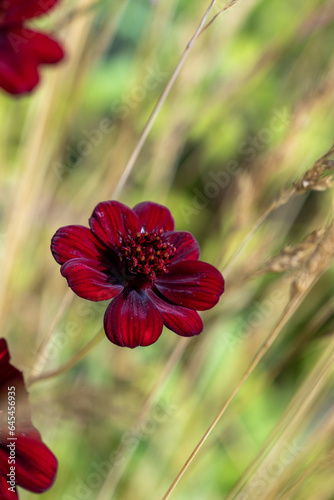 Vertical Chocolate Cosmos