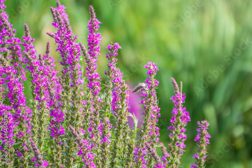 Summer Flowering Purple Loosestrife, Lythrum tomentosum on a green blured background.