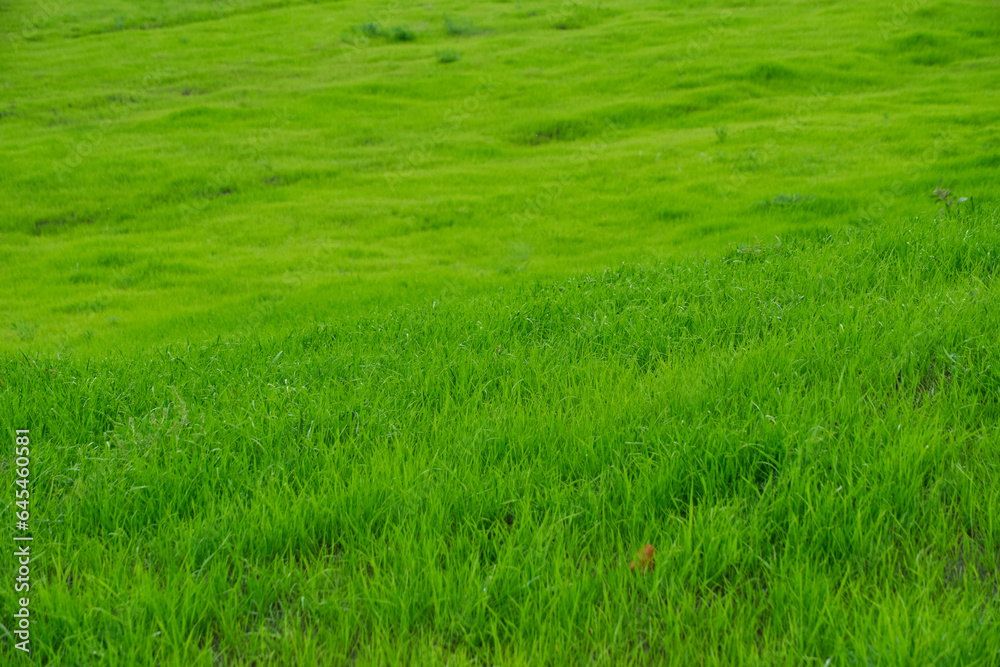 Green meadow with bright, juicy and green grass.