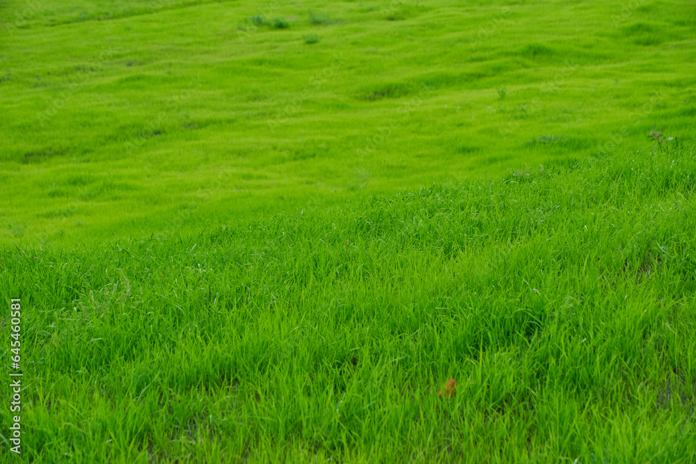 Green meadow with bright, juicy and green grass. Green meadow with bright, juicy and green grass.