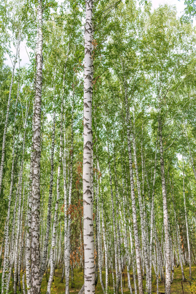 Beautiful sunny day in the forest. Summer or early autumn landscape with green birch trees. Beautiful sunny day in the forest. Summer or early autumn landscape with green birch trees.