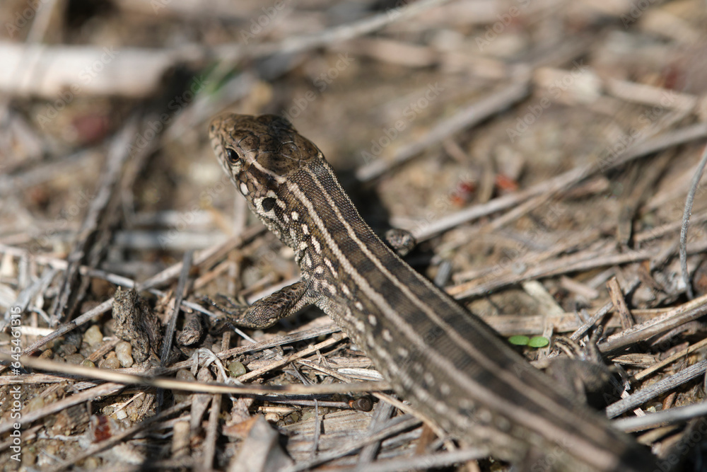 Reptile, gray lizard background dry grass, macro photo. Reptile, gray lizard background dry grass, macro photo.
