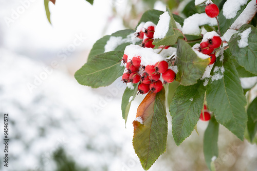 Branch of ornamental apple with red apples and foliage, snow covered in a winter landscape