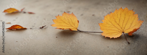 Autumn minimal image with autumn yellow alder leaf with natural texture on gray beige background, copyspace. photo