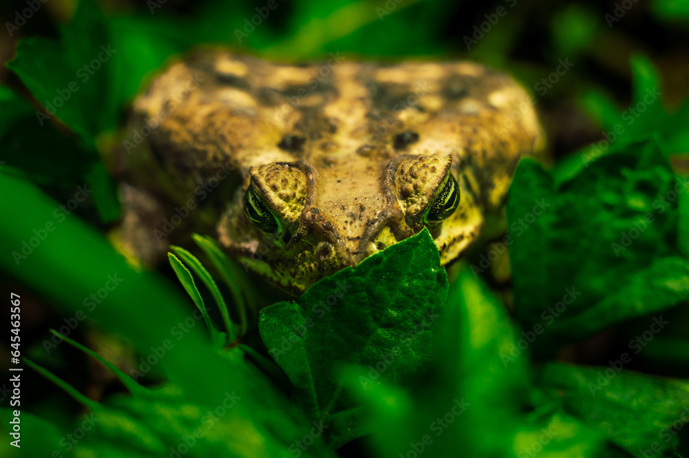 Fototapeta premium Huge Mexican bull toad among the weeds
