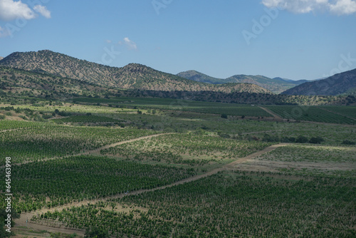 Field of vineyard