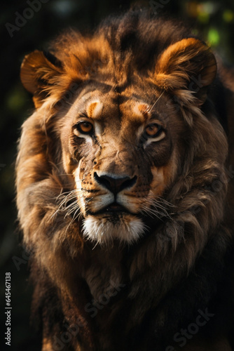 Lion king isolated on black © @uniturehd
