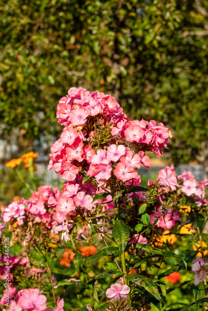 Obraz premium Blooming buds of garden phlox in the garden.