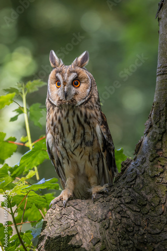 Long Eared Owl in the British countryside. English wildlife in natural surroundings. Yorkshire bird of prey with green background
