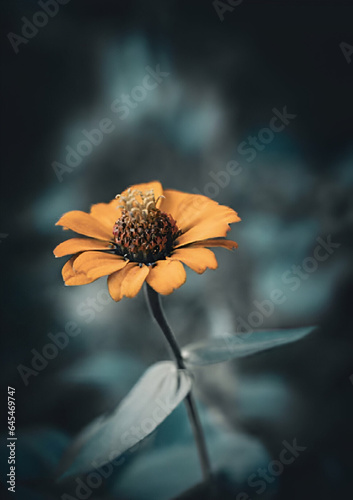 orange gerbera flower