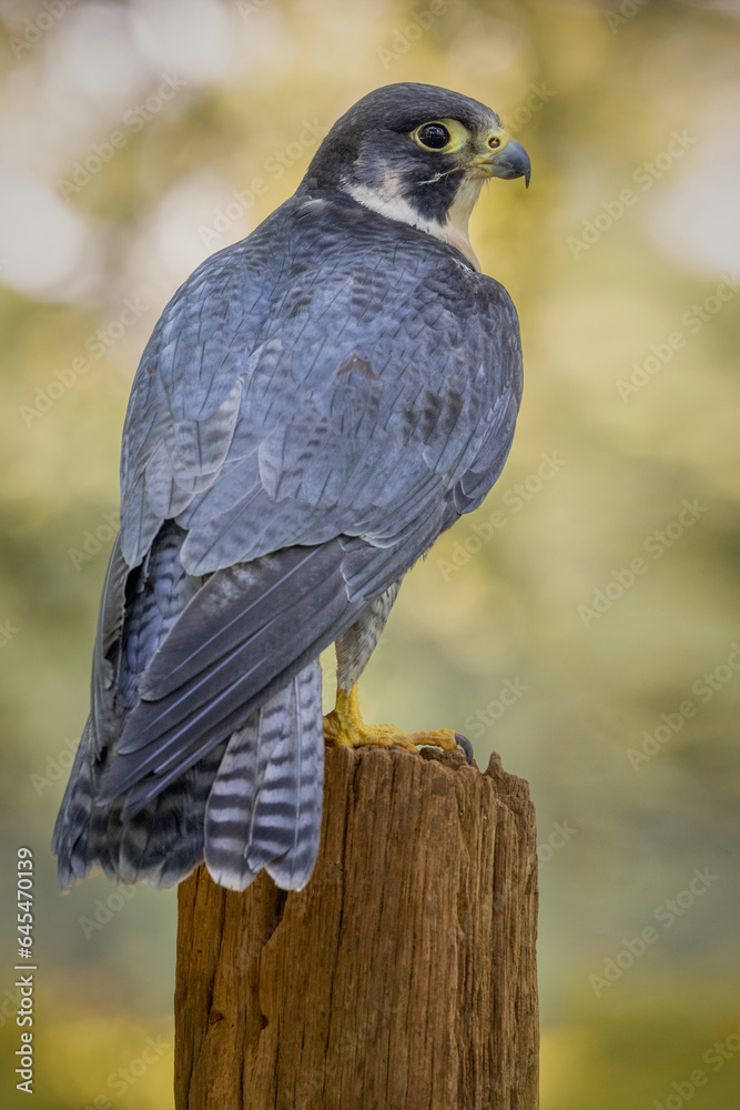 Fototapeta premium Peregrine Falcon, European bird of prey and hunter. high speed flying bird. United kingdom wildlife hunting bird