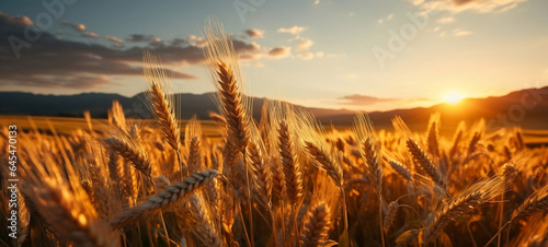 Sunset in a wheat field. 