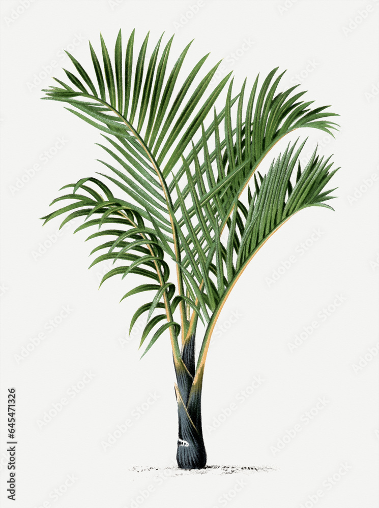 Fototapeta premium Palm tree illustration. Tropical palm plant