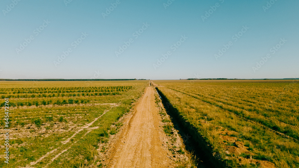 Reforestation field in Argentina, promoting sustainability, green benefits, and carbon capture