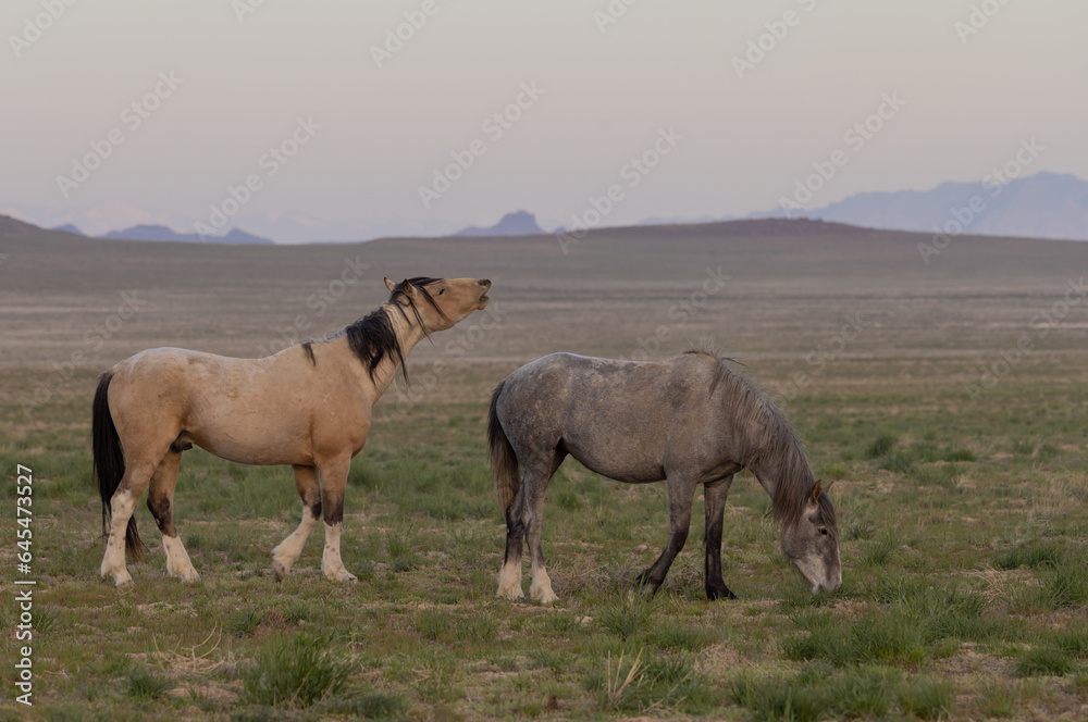 Wild Horses in Springtime in the Utah Desert