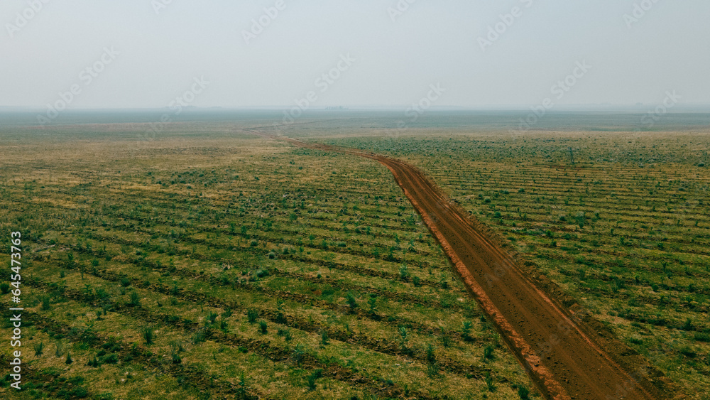 Reforestation field in Argentina, promoting sustainability, green benefits, and carbon capture