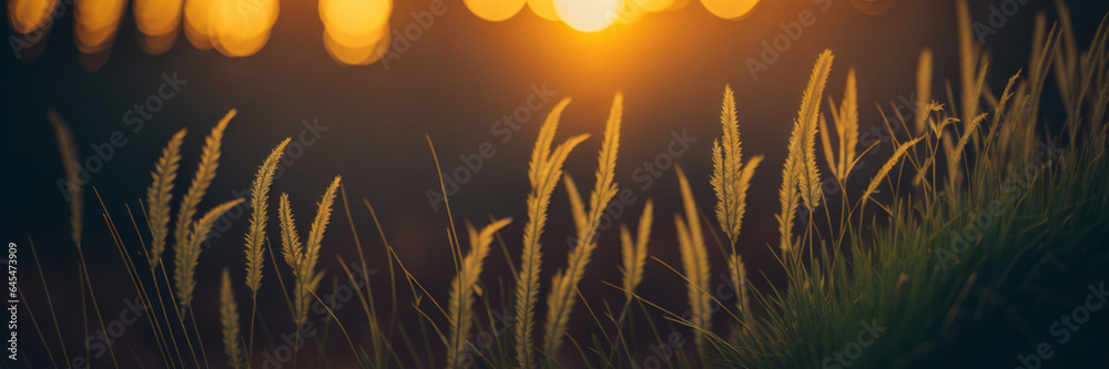 Wild grass in the forest at sunset. Macro image, shallow depth of field. Abstract summer nature background. Vintage filter Wild grass in the forest at sunset. Macro image, shallow depth of field. Abstract summer nature background. Vintage filter