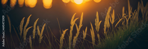 Wild grass in the forest at sunset. Macro image, shallow depth of field. Abstract summer nature background. Vintage filter