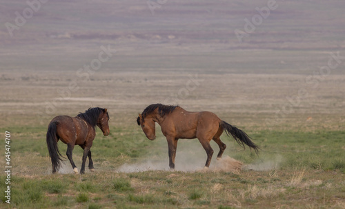 Wild Horses in Springtime in the Utah Desert © natureguy