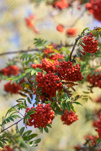 Sorbus aucuparia moutain-ash rowan tree branches with green leaves and red pomes berries on branches photo