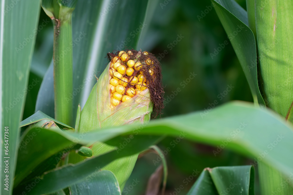 Obraz premium ripening corncob in the field close-up