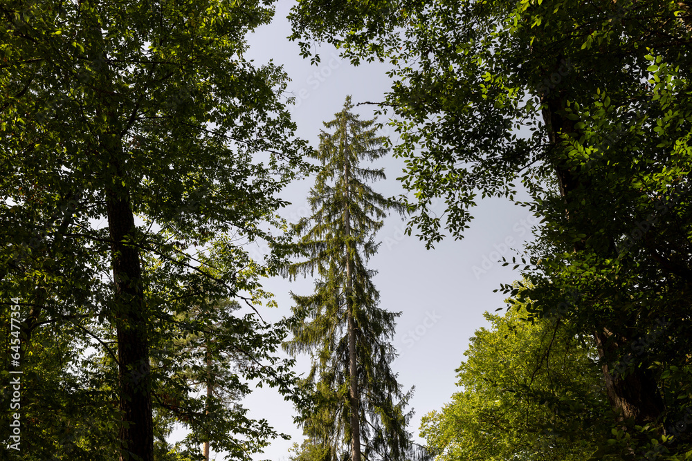 Fototapeta premium Forest with different trees in summer