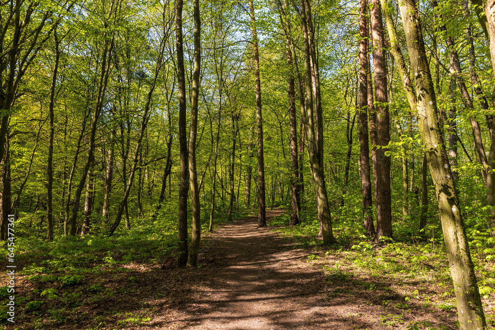 young foliage on deciduous trees in the forest in the spring season