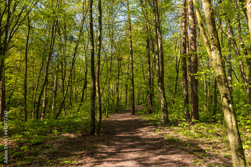 young foliage on deciduous trees in the forest in the spring season