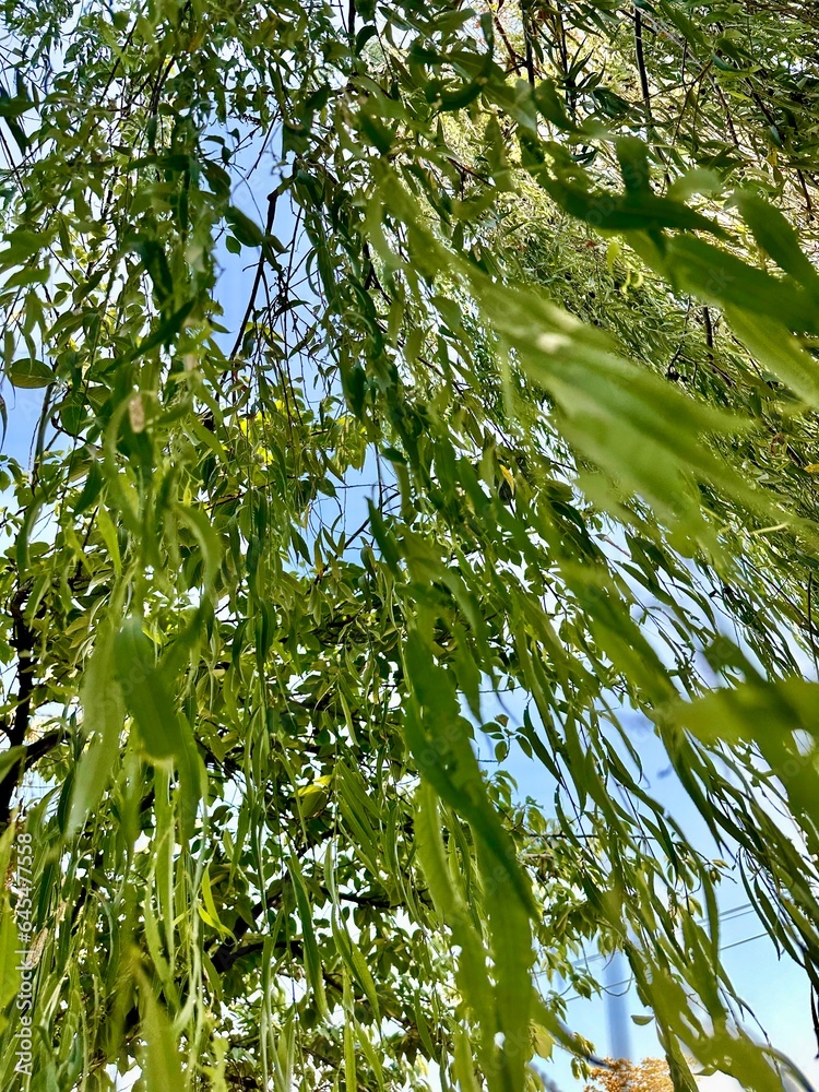 Caduta d'autunno: Eleganza nelle Lunghe Foglie Caduta d'autunno: Eleganza nelle Lunghe Foglie
