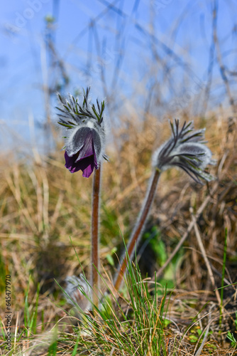 Eastern pasqueflower  cutleaf anemone  Pulsatilla patens  blooming in spring among the grass in the wild  Ukraine