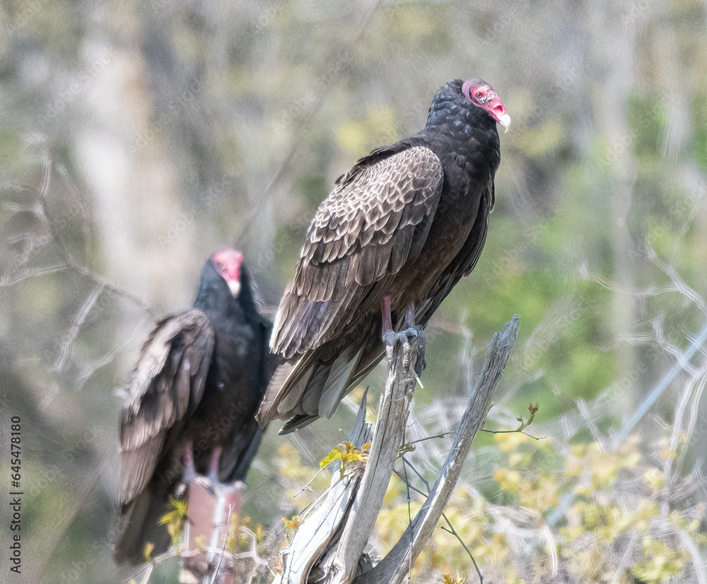 Turkey Vultures on tree stumps Turkey Vultures on tree stumps