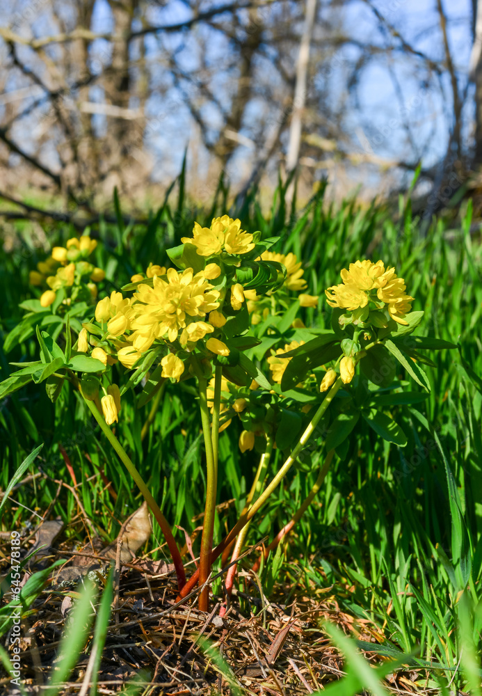 Leonticeae (Gymnospermium odessanum), spring first vet, flowering plant in the wild, Red Book of Ukraine Leonticeae (Gymnospermium odessanum), spring first vet, flowering plant in the wild, Red Book of Ukraine