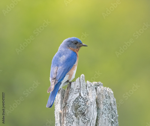 Eastern Bluebird posing on tree stump © John