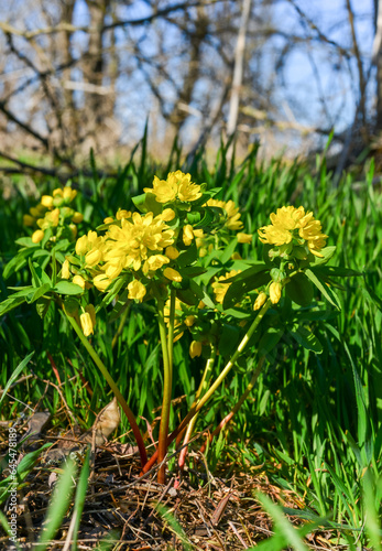 Leonticeae (Gymnospermium odessanum), spring first vet, flowering plant in the wild, Red Book of Ukraine