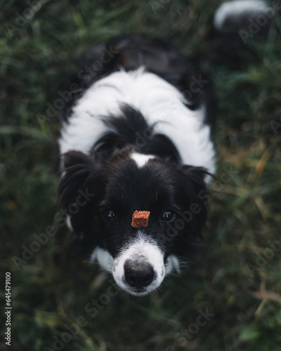 Dog holding a treat