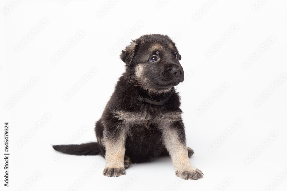  portrait funny cute german shepherd dog puppy looking up. cute dog studio shot on isolated white background with copy space