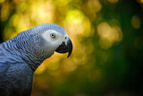 Grey parrot, Psittacus erithacus, known as the Congo grey parrot, Congo African grey parrot or African grey parrot