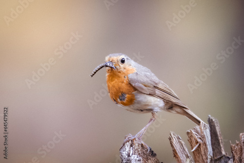 European robin sits on the wooden stump and holds a caterpillar in its bill. Robin with prey close-up portrait. Background has copyspace. Small forest bird with an orange breast and face.