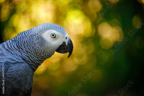 Grey parrot, Psittacus erithacus, known as the Congo grey parrot, Congo African grey parrot or African grey parrot