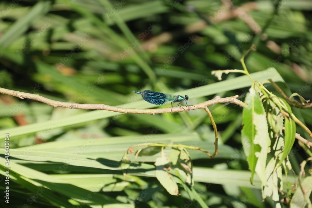 A dragonfly walks on a horizontal branch A dragonfly walks on a horizontal branch
