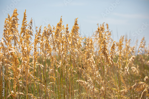 Golden Sea oats
