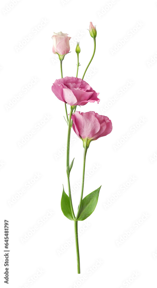 Beautiful pink eustoma flower (lisianthus or prairie gentian) on stem with buds isolated on white background close-up