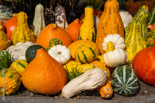 Pumpkin Pile, Symbol of Autumn and Helloween Holidays photo