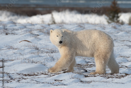 Polar Bear in the wild