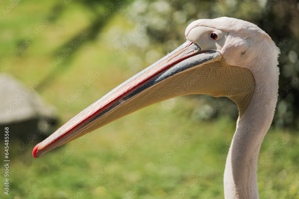Great white pelican with long beak in national park Great white pelican with long beak in national park