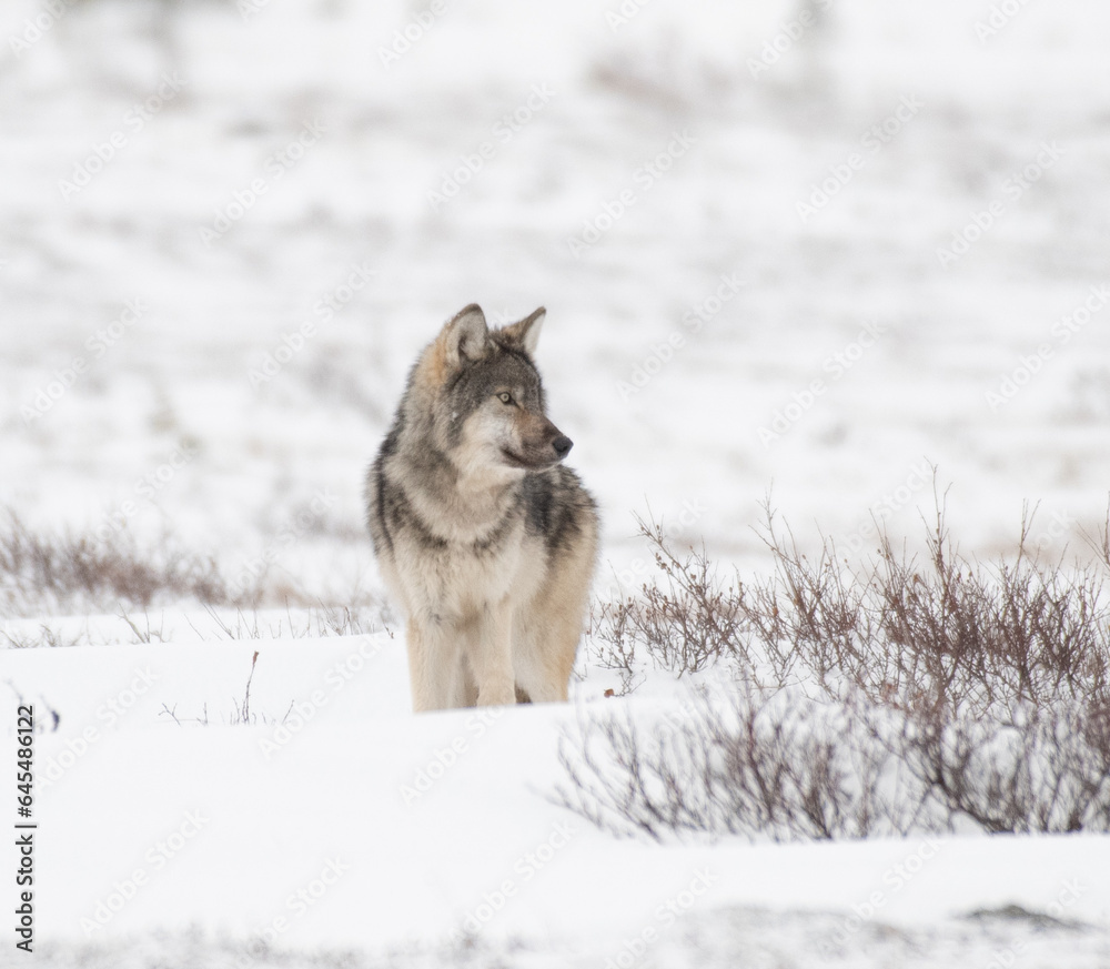 Naklejka premium Grey Wolf in the Arctic