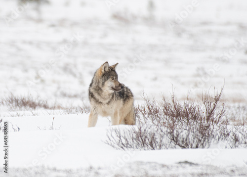 Grey Wolf in the Arctic © John